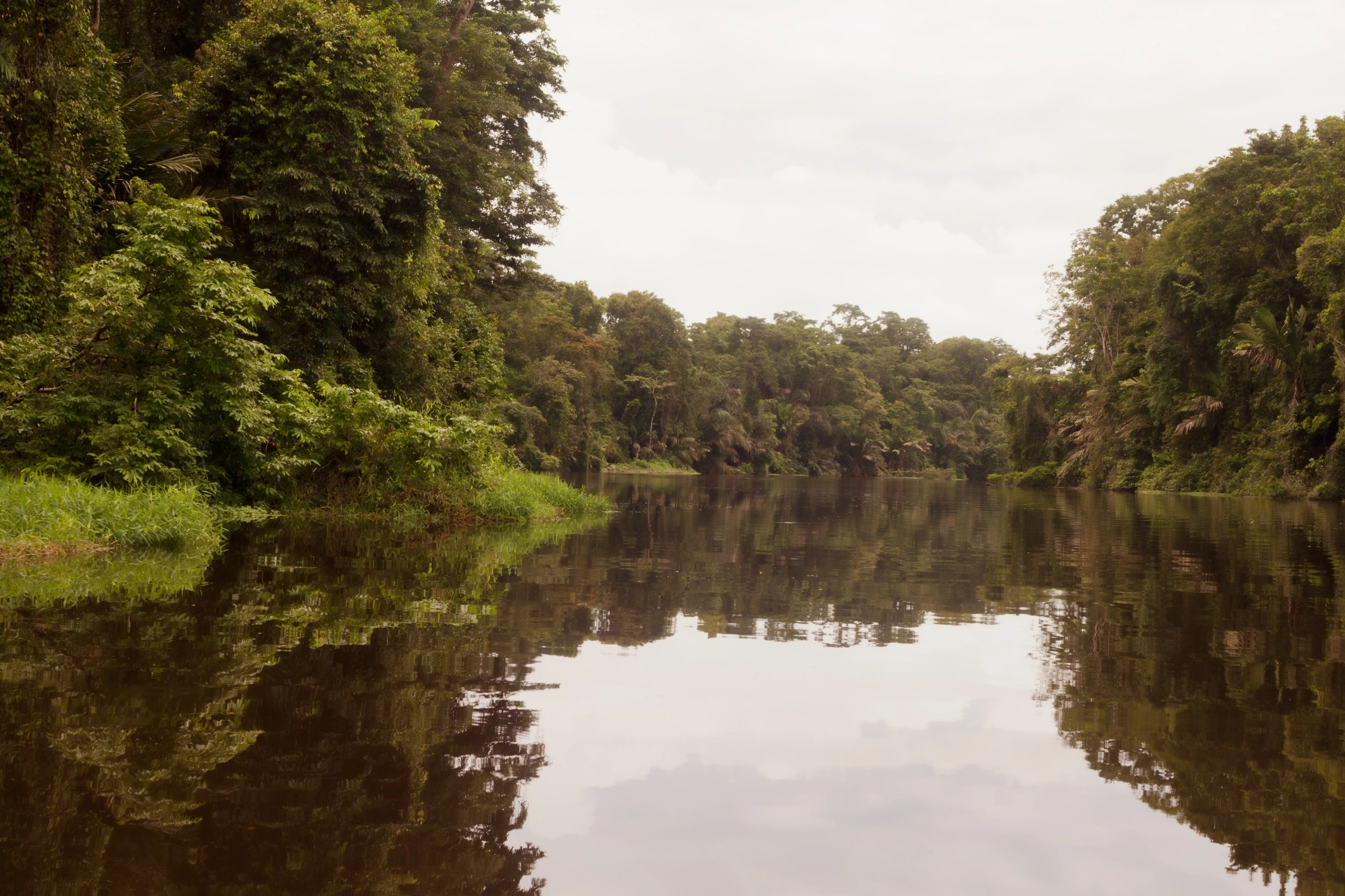 Tortuguero[1].webp